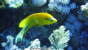 beautiful fish by Helen Hansen 